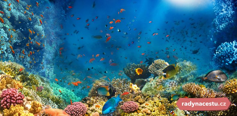 Fascinující podmořský svět Malediv