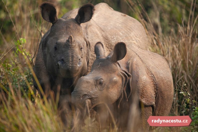 Přísně chránění nosorožci indičtí