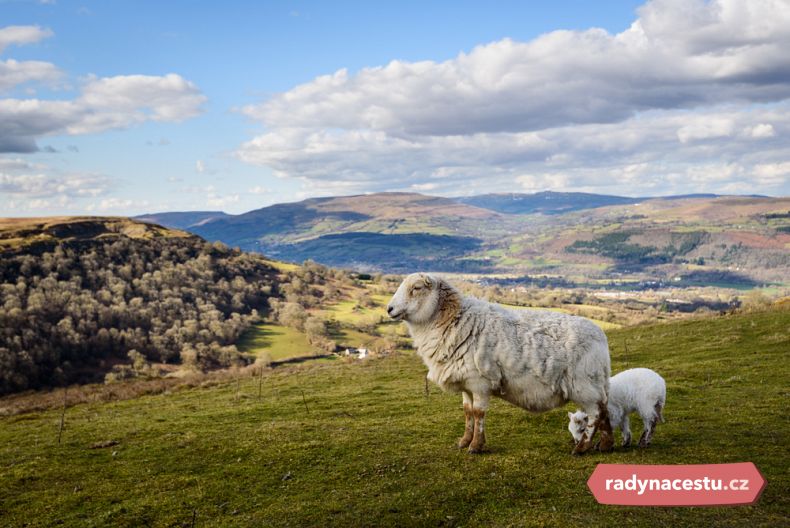 Wales má největší počet ovcí na osobu ve Spojeném království