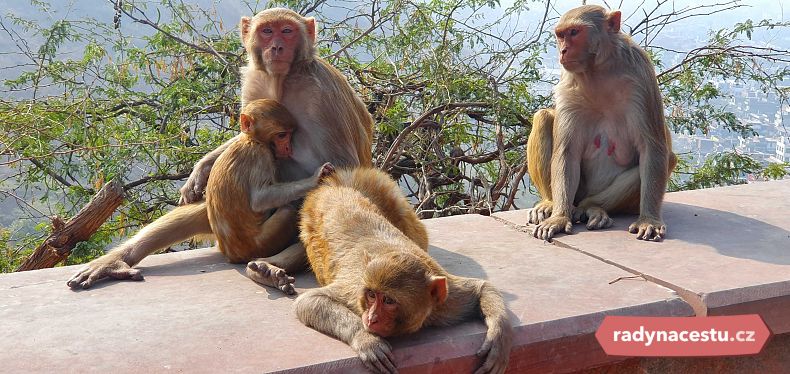 Všudypřítomné opice v Opičím chrámu