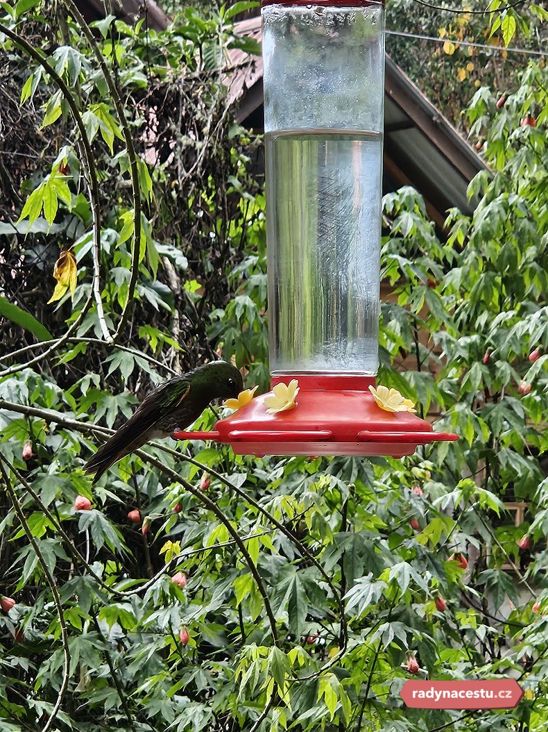 Kolibříci se osvěžovali u pítek