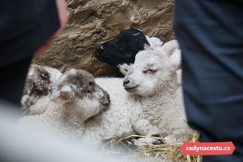 Na některých farmách si můžete pochovat čerstvě narozená jehňata