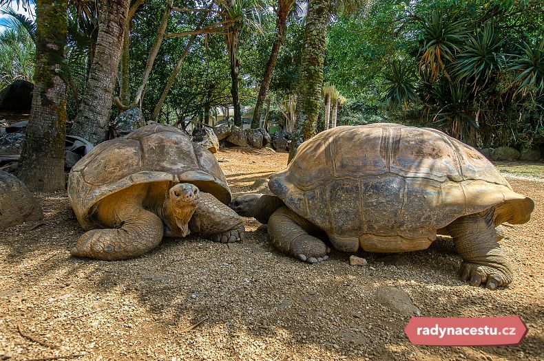 Mauricijské želvy dosahují obrovských rozměrů