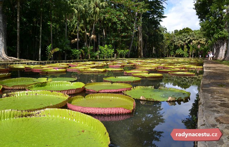 Lekníny Victoria amazonica v Pamplemousses