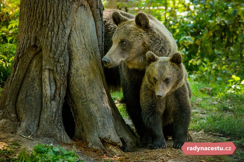 V rezervaci Libearty Sanctuary žije asi 100 zachráněných medvědů