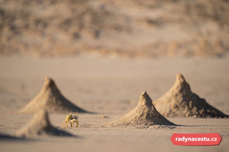 Endemické druhy fauny i flóry najdete na ostrově také