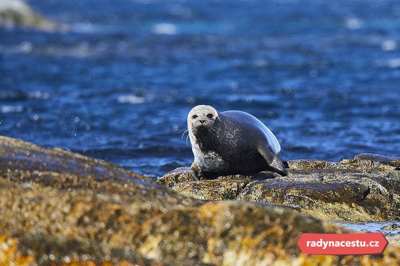 Vidět volně žijící tuleně je jedinečný zážitek