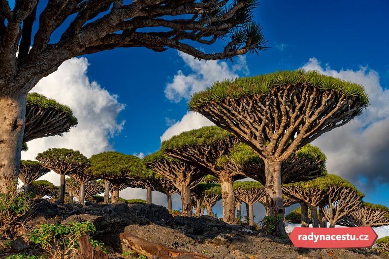 Dračince rumělkové