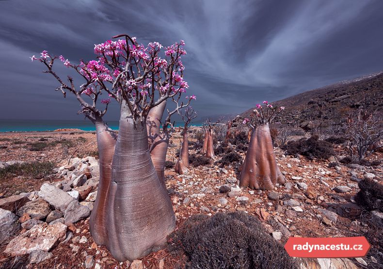 Působivý strom lahvovník – endemit ostrova Sokotra