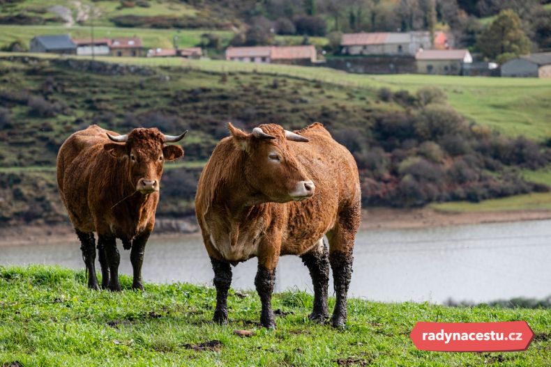 Region je známý chovem skotu