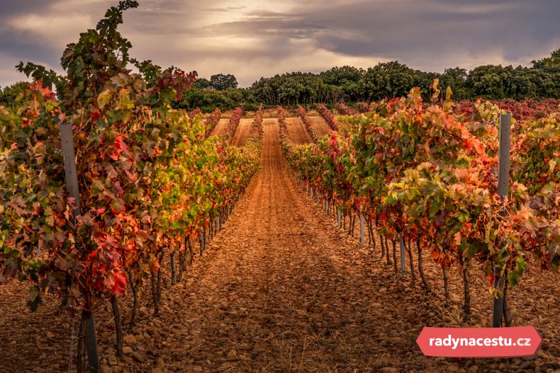 Boom vinařského průmyslu přišel v druhé polovině 19. st.