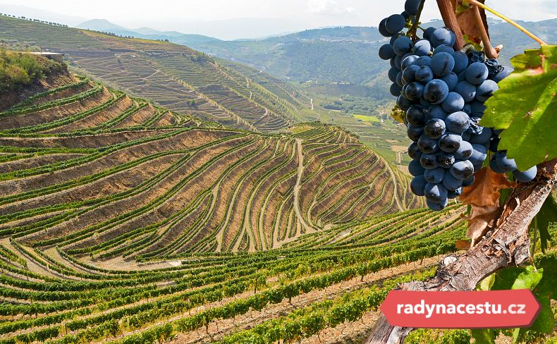 Víno, kam se podíváte
