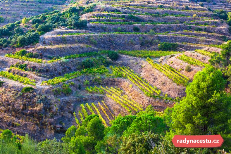 Pěstování odrůdy Priorat