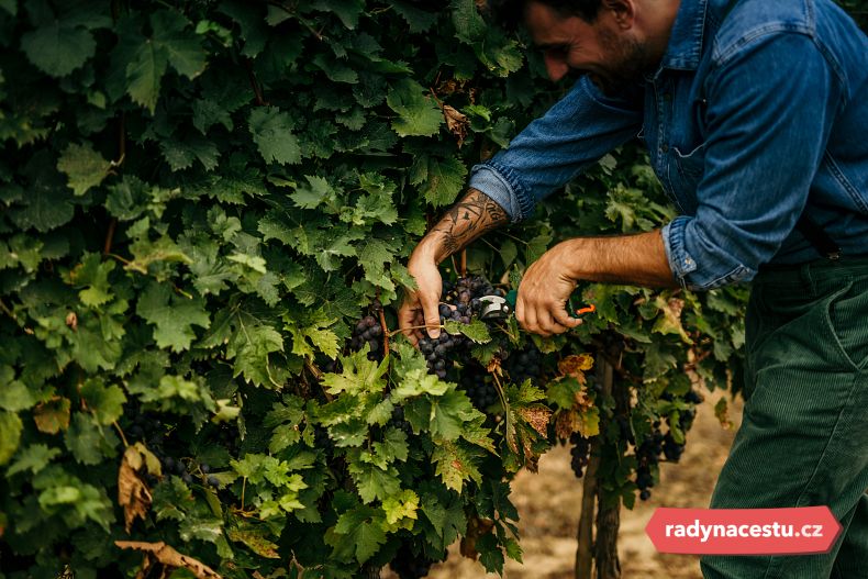 Na pěstování vína se podílejí v Arménii celé rodiny