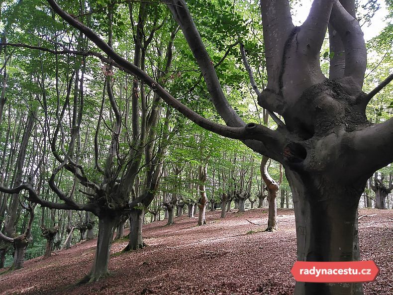 Úchvatný bukový les