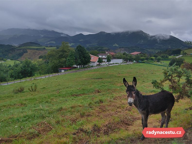 Čtyřnozí kamarádi na mých cestách