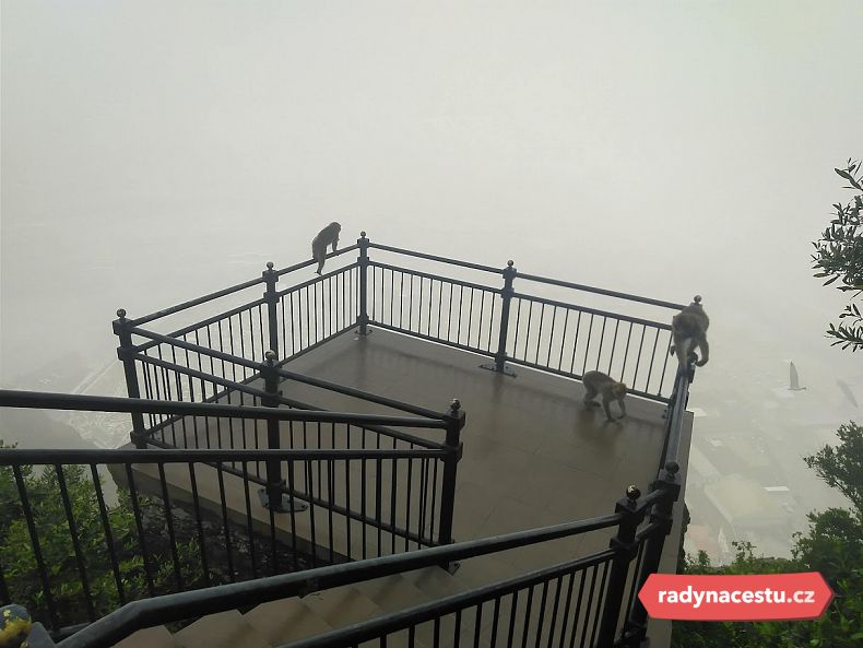 Opičky výhled netrápil