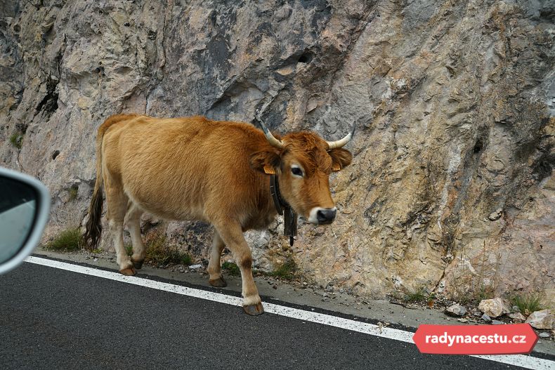 Asturské krávy vám nejednou zkříží cestu
