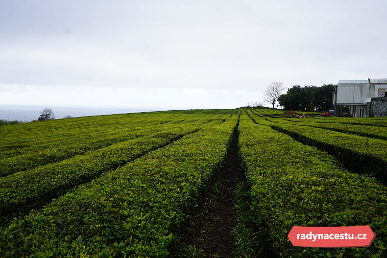Čajové plantáži se na Azorách daří díky úrodné sopečné půdě a mírnému oceánskému podnebí