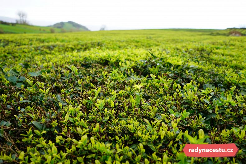 Čajovník čínský je stálezelený keř původem z jihovýchodní Asie. Během sklizně se ručně sbírají jen tři nejmladší lístky, které mají nejlepší chuť a kvalitu