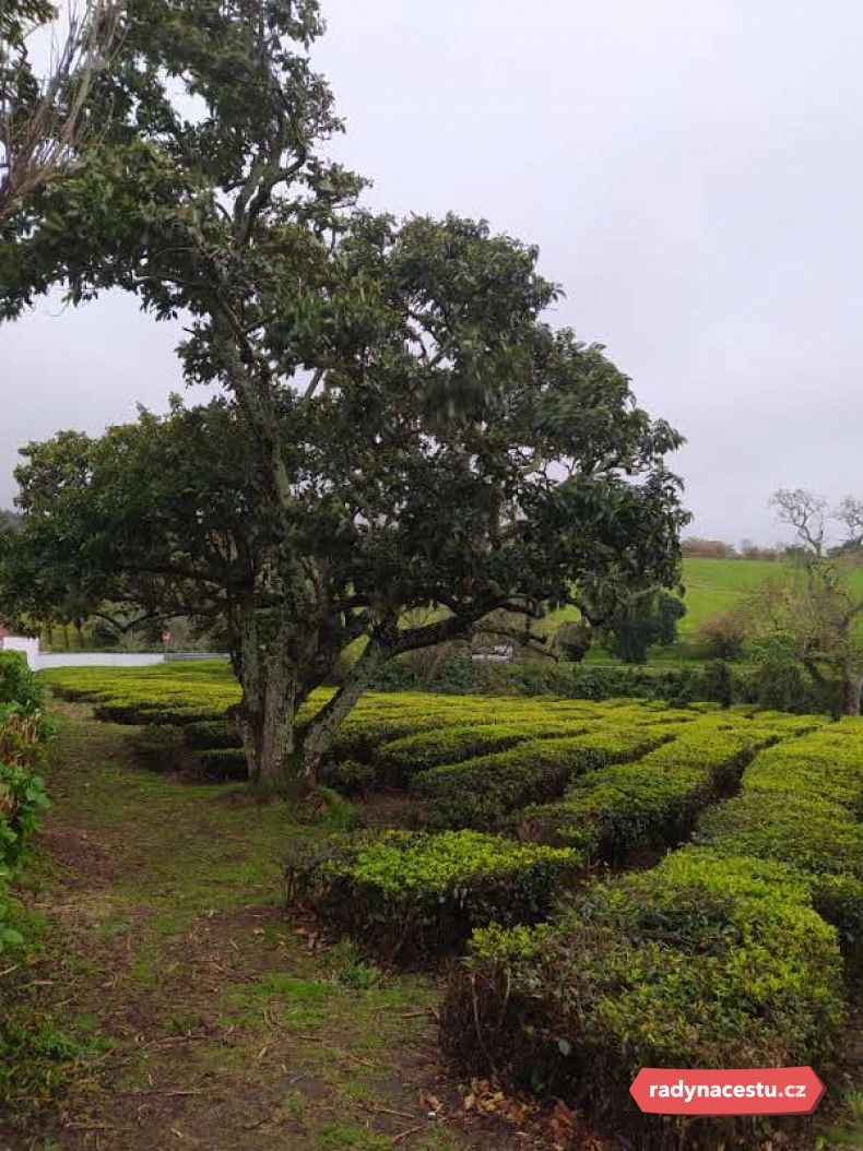 Procházka po plantáži v Gorreaně rozhodně nesmí chybět ve vašem itineráři