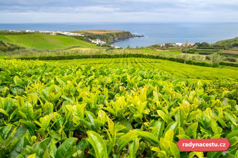 Čajové slavnosti se konají na plantáži Porto Formoso