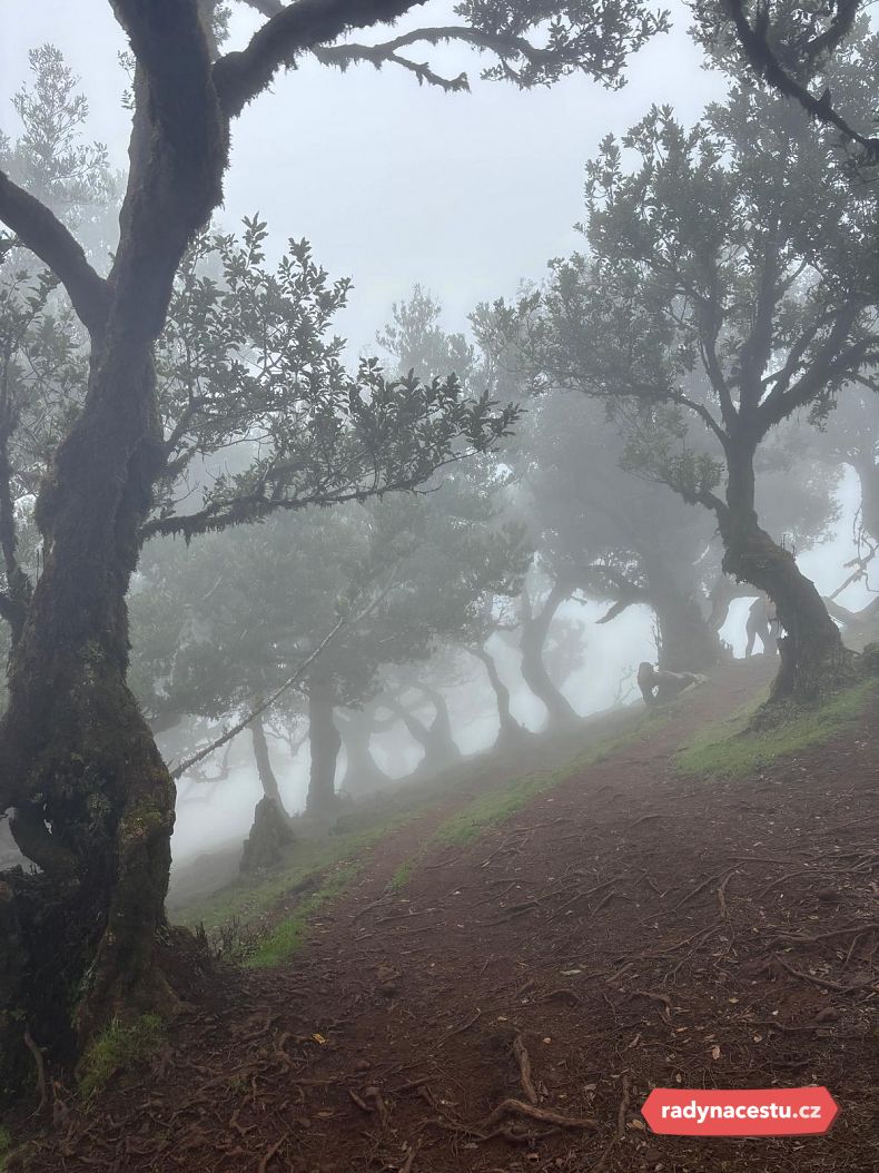 Tajemné vavřínové lesy