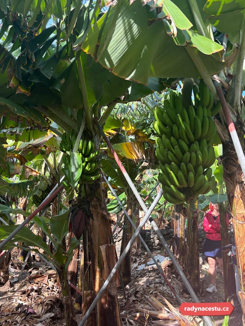 Banánová plantáž
