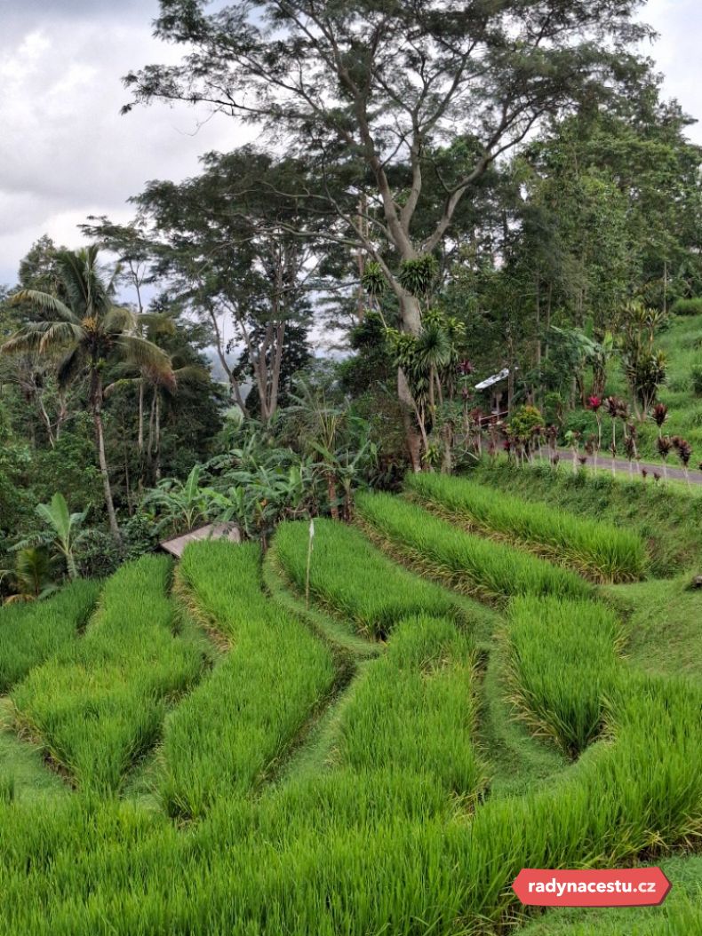 Plantáže, kam se podíváš