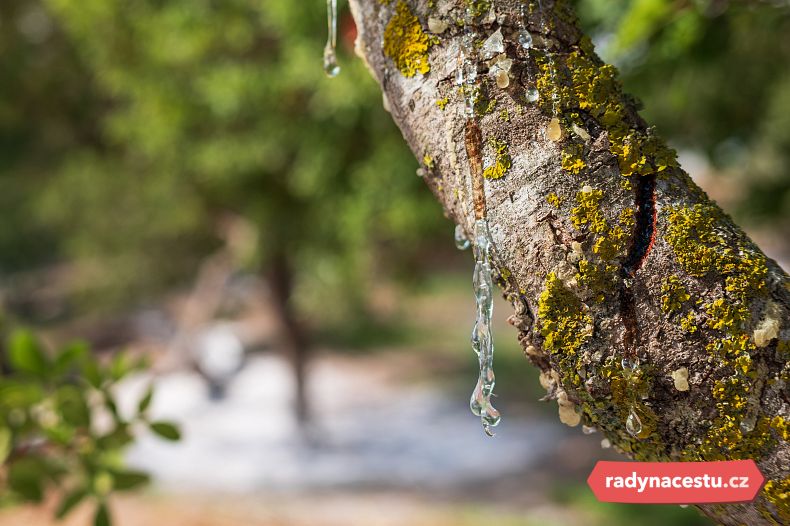 Pryskyřice z keře řečíku lentišku