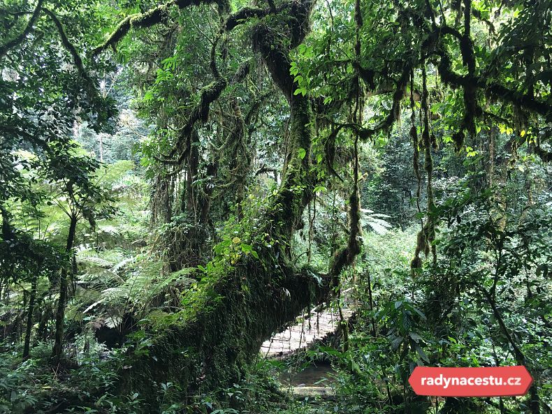 V NP Bwindi roste na 1000 druhů kvetoucích rostlin