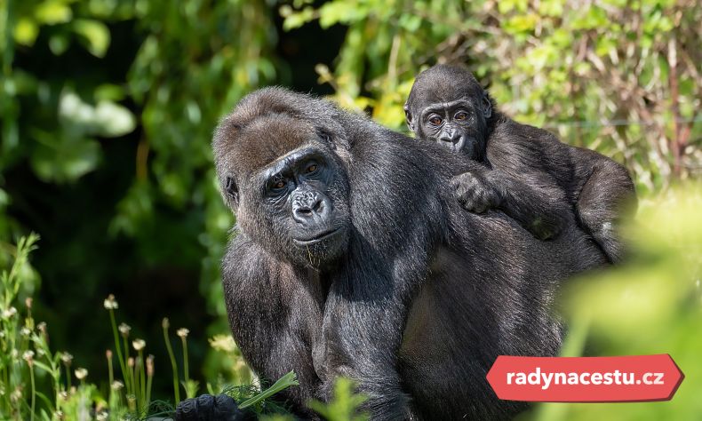 Věděli jste, že část povolenky jde na ochranu samotných goril?