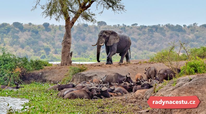 Sloni v NP Queen Elizabeth 