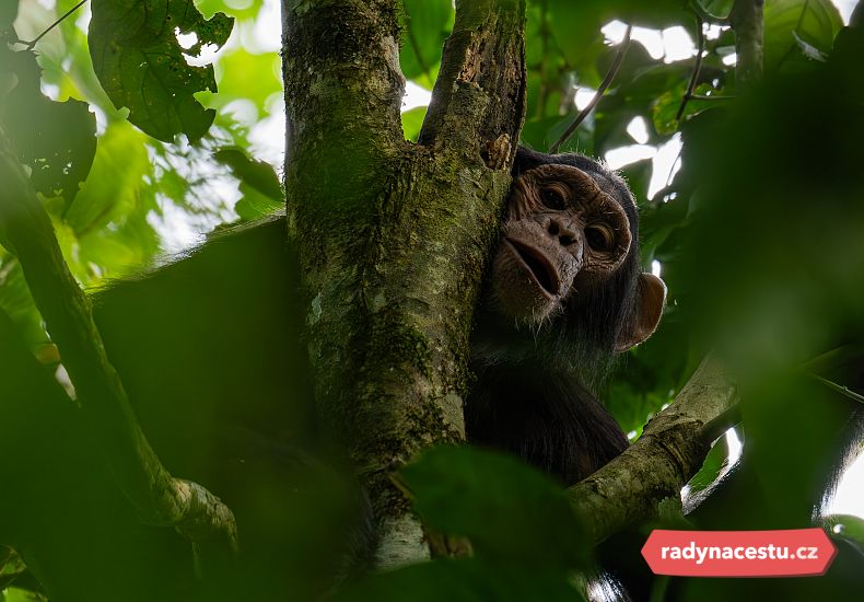 Pokud budete mít štěstí, můžete narazit i na šimpanze