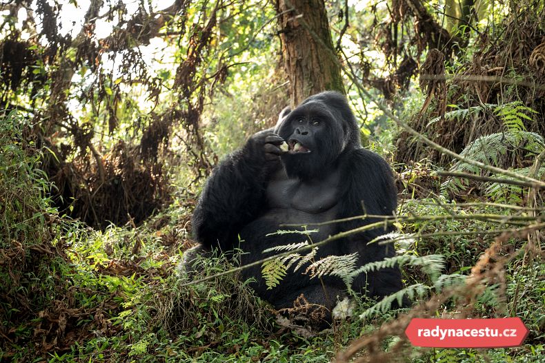 Cílem většiny cestovatelů jsou gorily