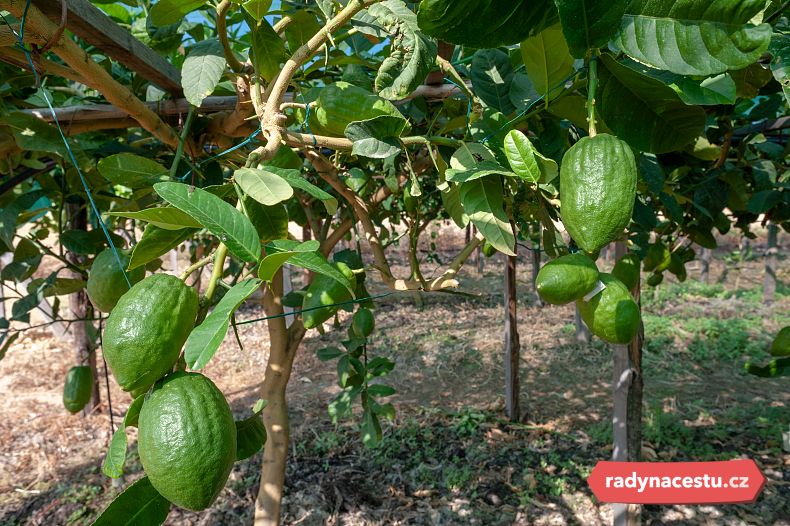 Odrůda Santa Maria del Cedro