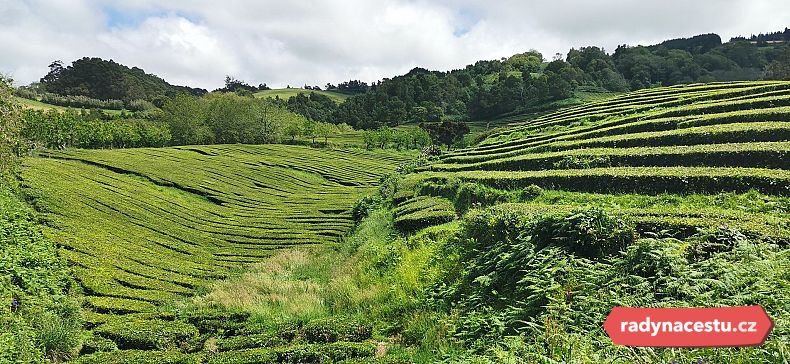 Jediné čajové plantáže v Evropě