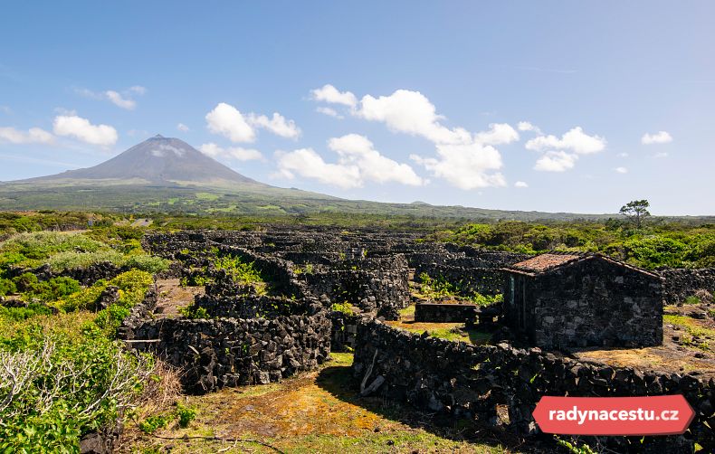 Políčka vinné révy na ostrově Pico