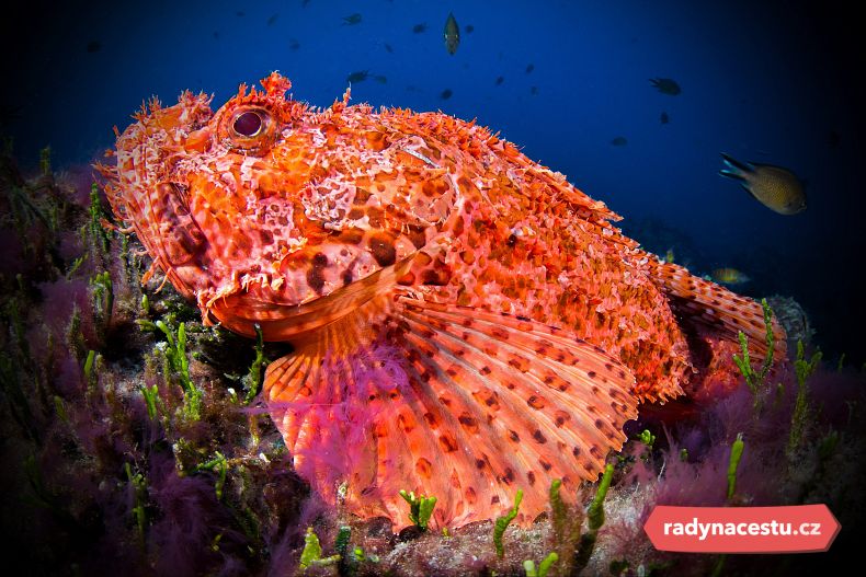 Potápění u Santa Marie