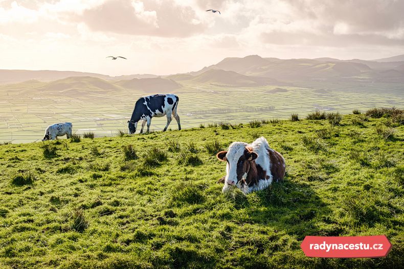 Typický obrázek Terceiry