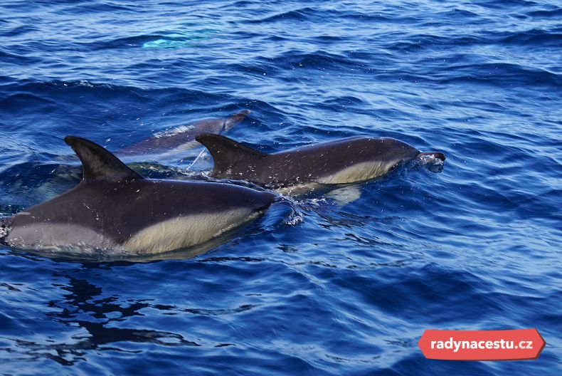 Pozorování velryb a delfínů je zážitek na celý život