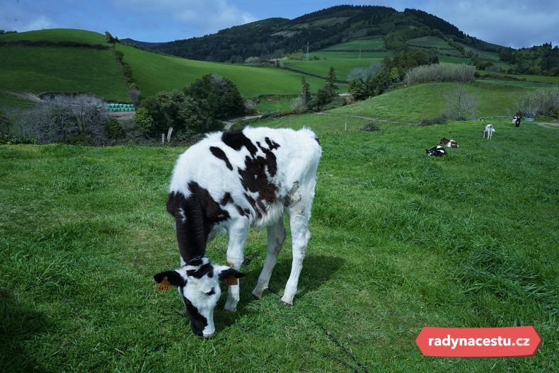Říká se, že na Azorech žije víc krav než lidí