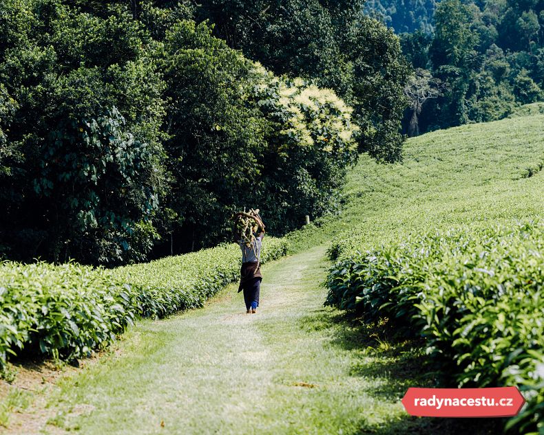 Zelené terasy čajových plantáží v Ugandě