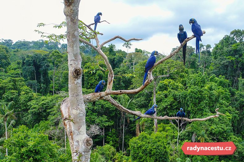 Ohromující amazonský prales se svou faunou a flórou