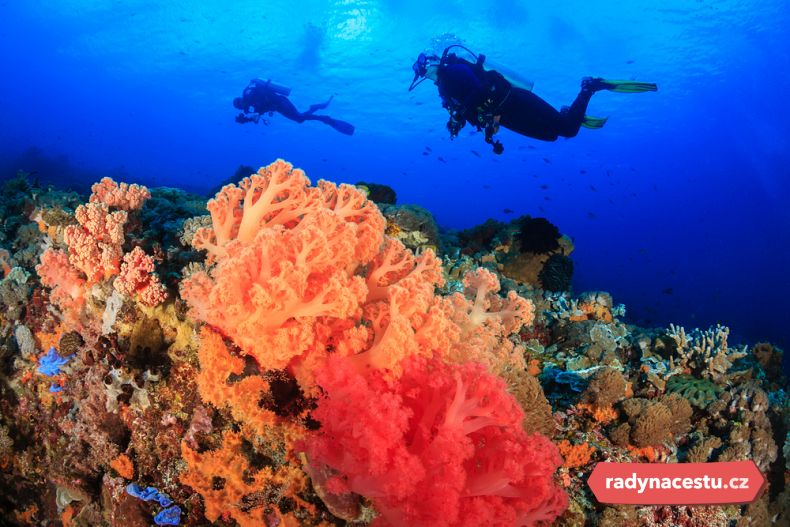 Potápějte se do světa barevných korálů