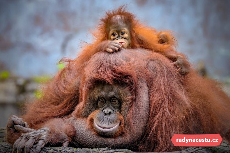 Těšit se můžete na orangutany, gibony a spoustu další fauny