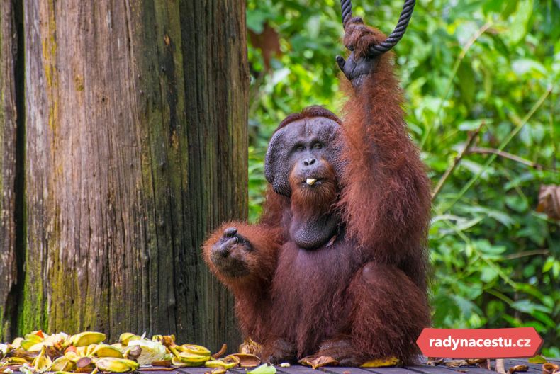 Rehabilitační centrum pro orangutany v Sepiloku