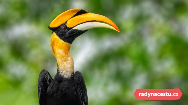 Majestátní zoborožec