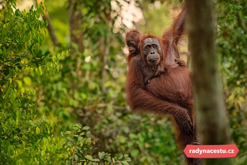 Orangutan v deštném pralese na ostrově Borneo