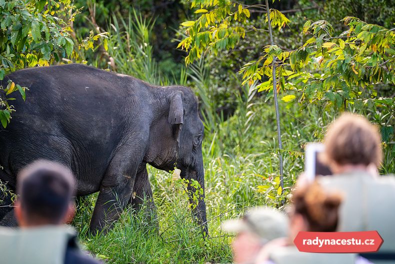 Turisté pozorují slona na břehu řeky Kinabatangan